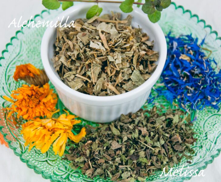 Milder Kräutertee mit Alchemilla